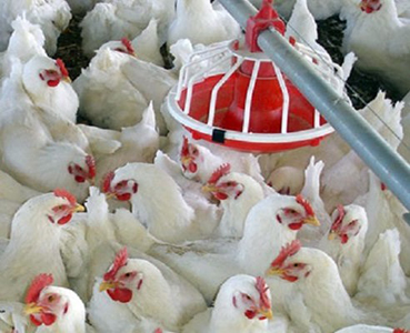 رشد قیمت گوشت مرغ